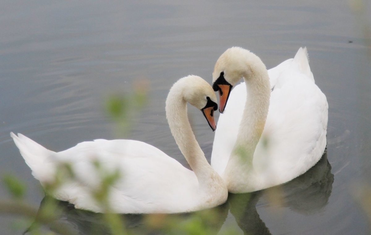 Два лебедя