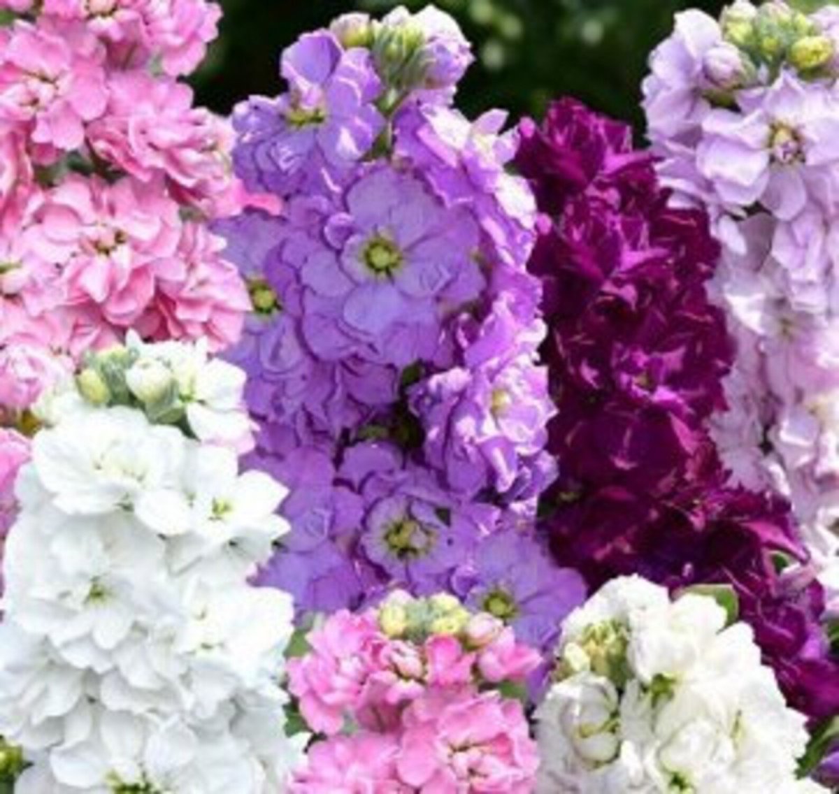 Маттиола сиреневая