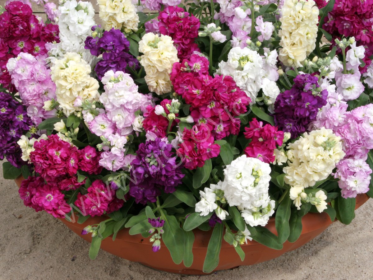 Маттиола Аромагия