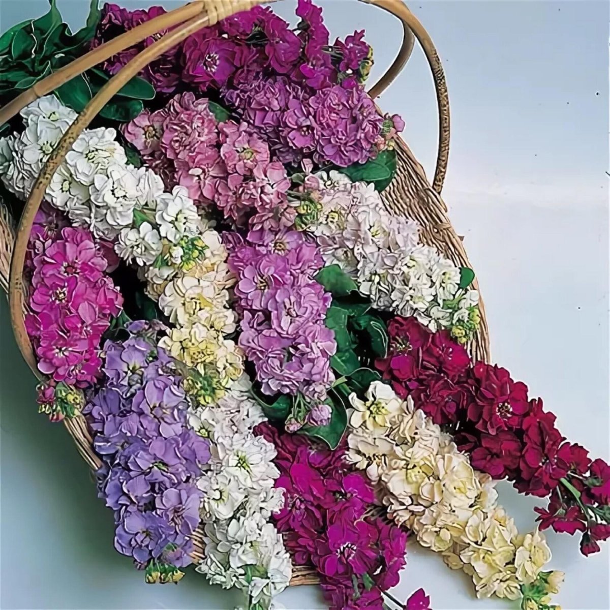 Маттиола Седая левкой