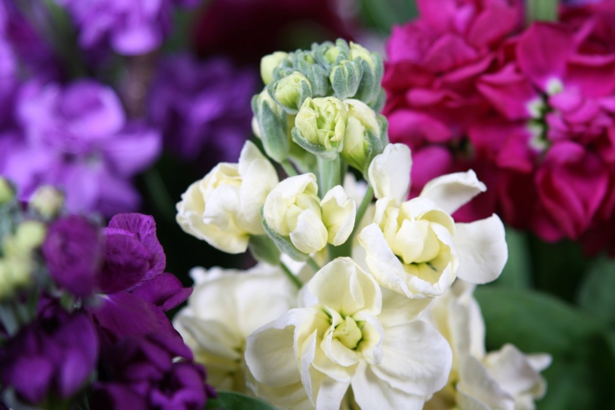 Маттиола Седая левкой