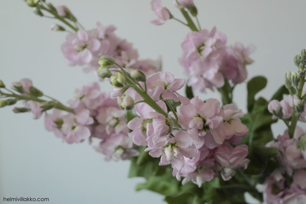 Маттиола левкой