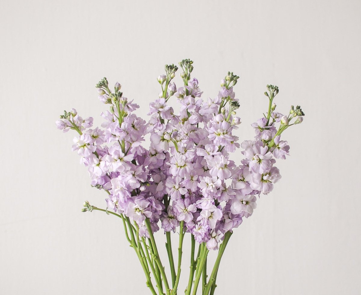 Букет с маттиолой