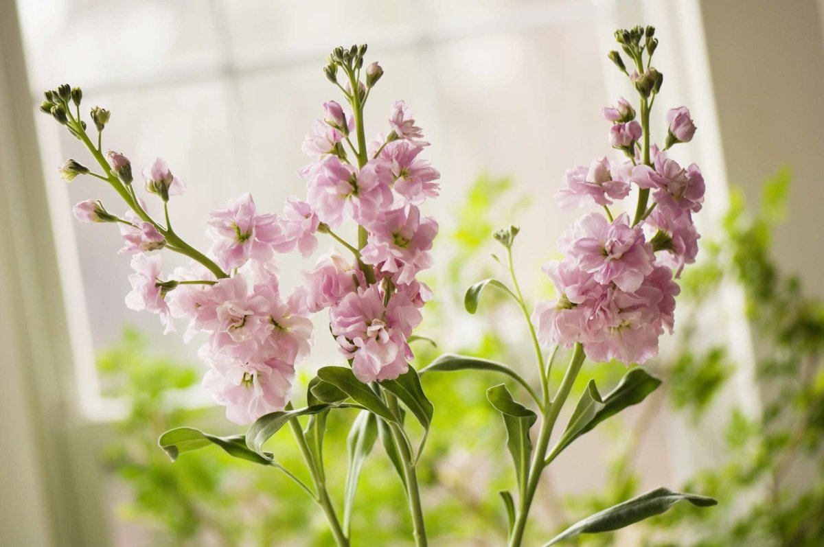 Маттиола левкой Букетная