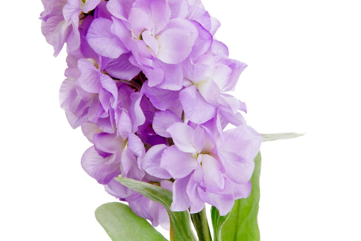 Маттиола левкой