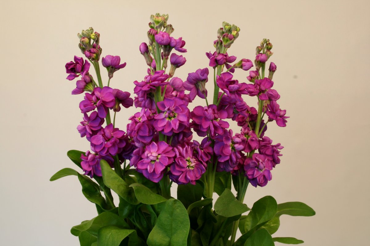 Левкой (Matthiola)
