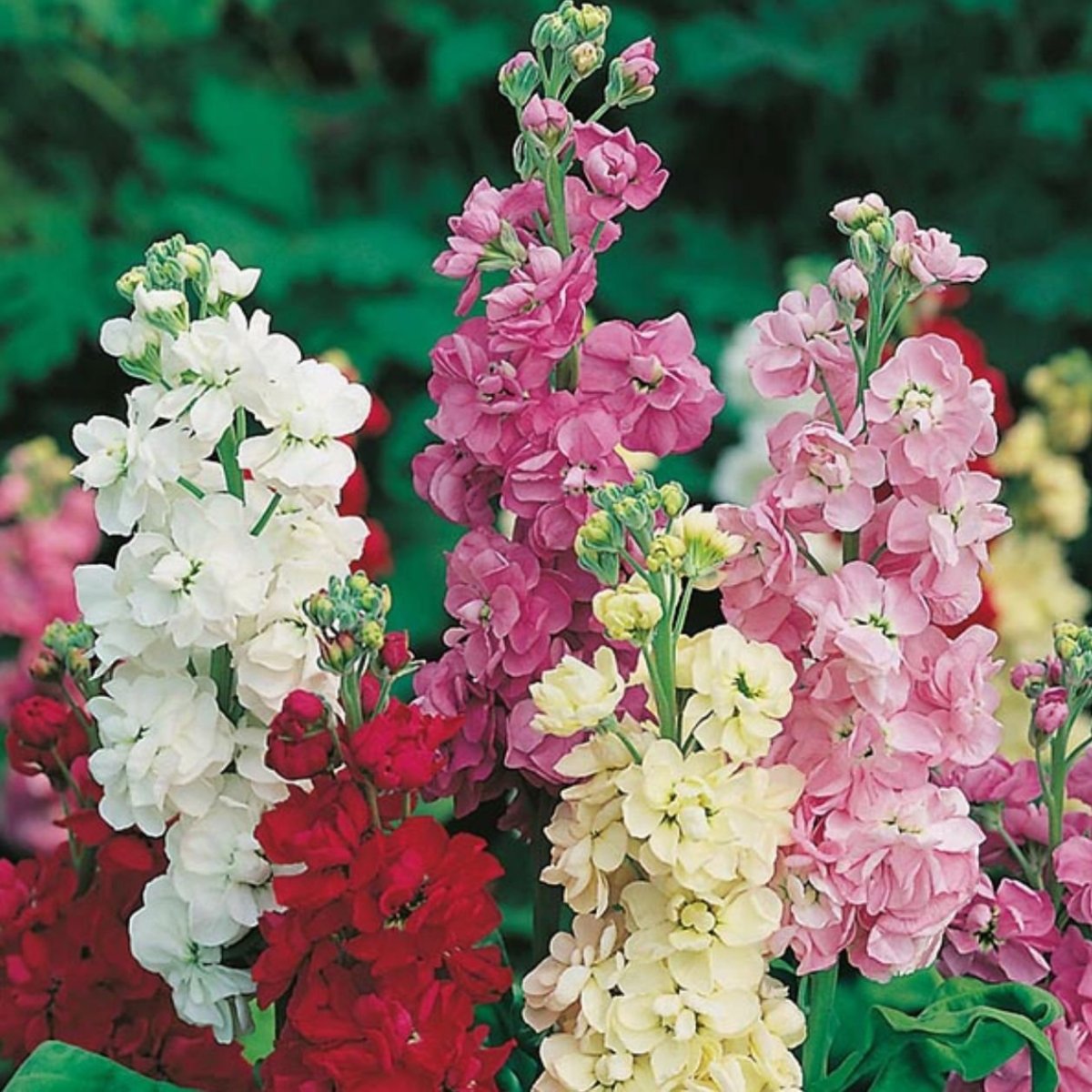 Левкой карликовый