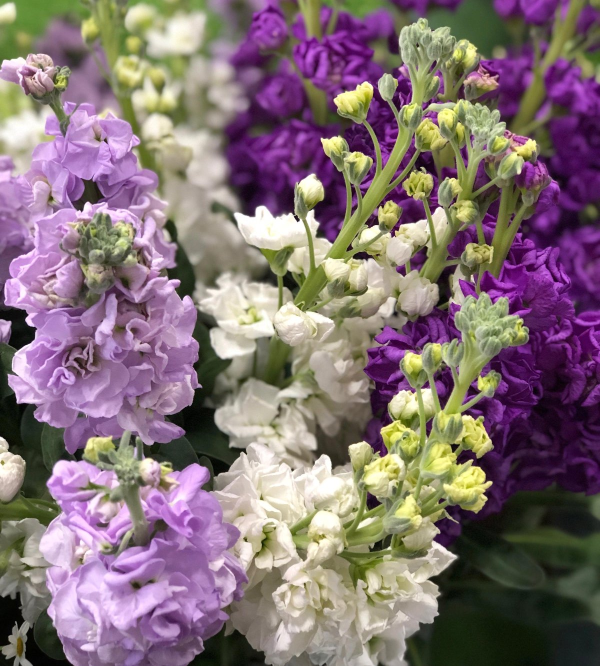 Маттиола Седая левкой