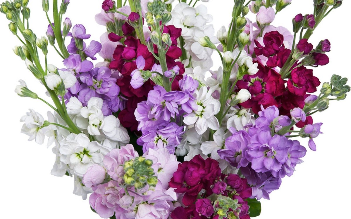 Маттиола цветы