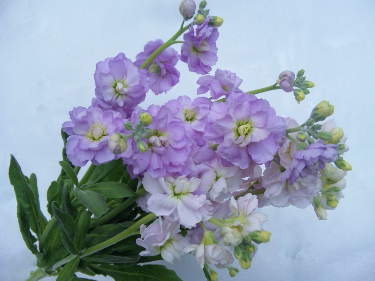 Маттиола левкой