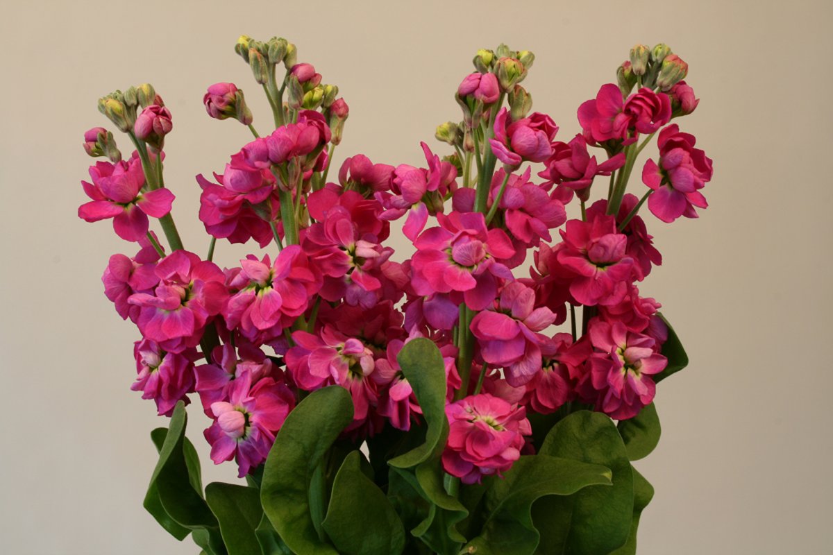 Маттиола срезка