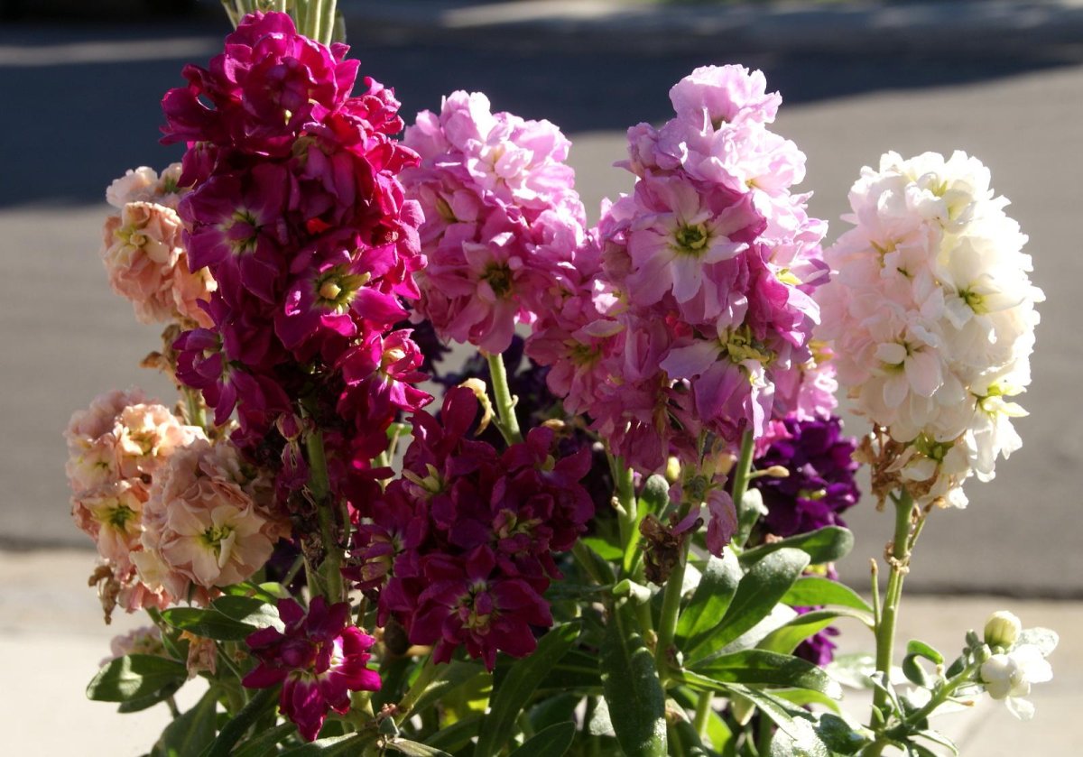 Маттиола Кац Пинк, Panamerican Seed