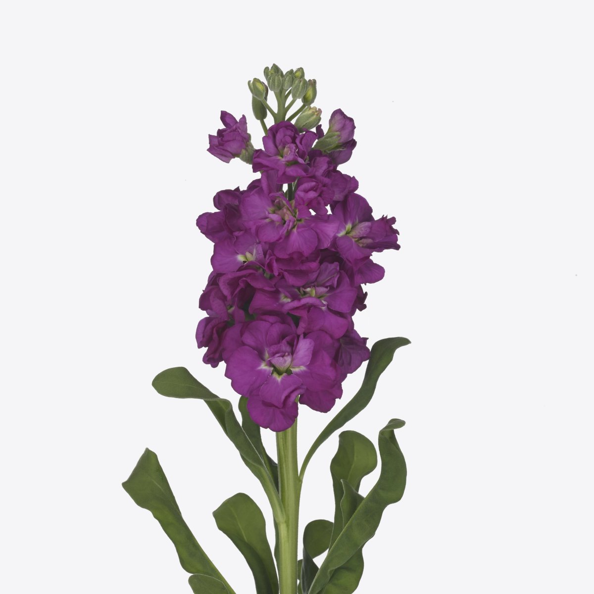 Левкой фиолетовый