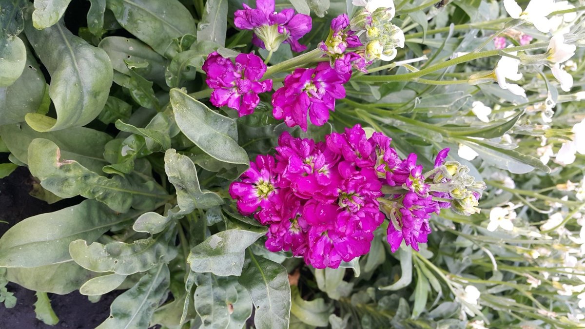 Маттиола левкой Букетная