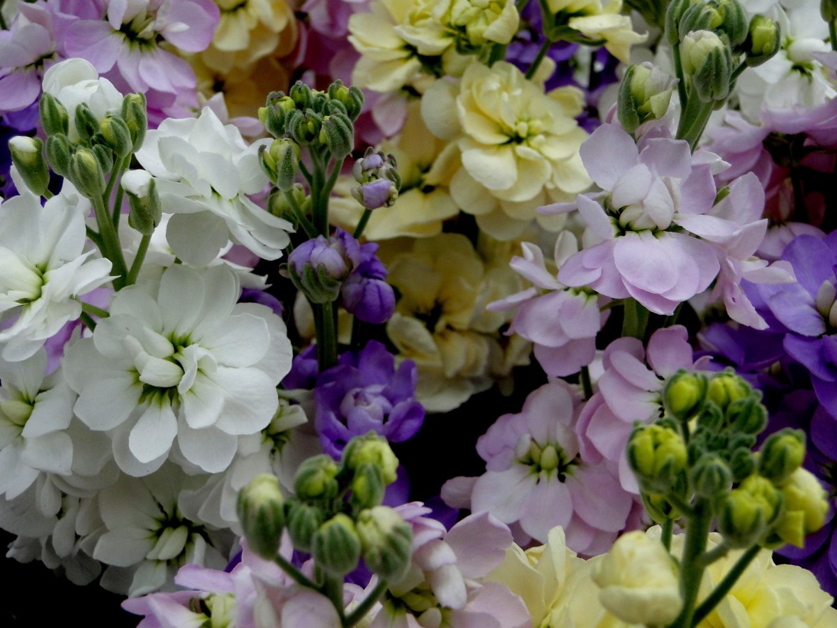 Маттиола черри блоссом