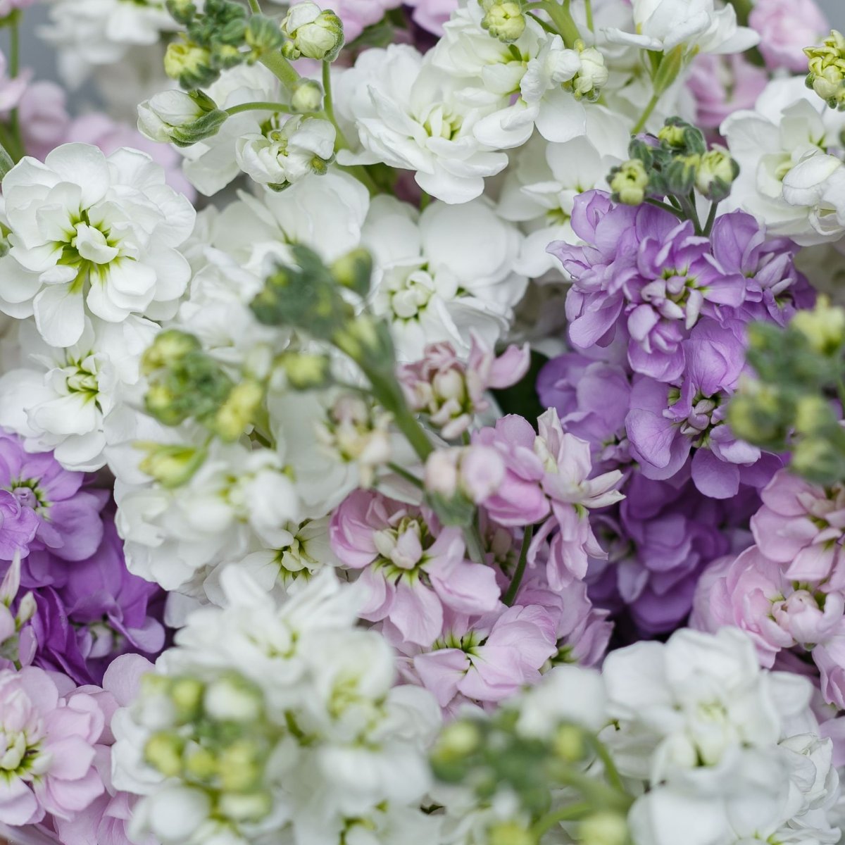 Левкой алиссум