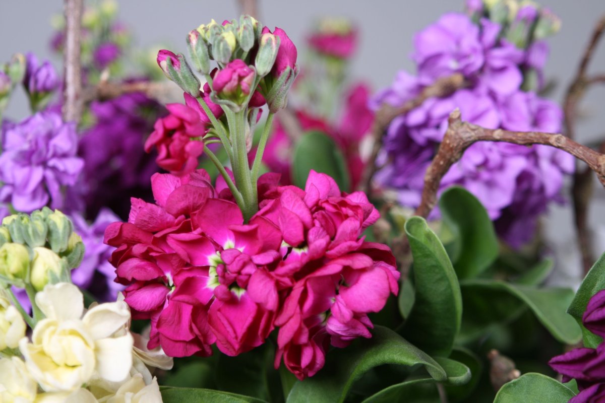 Маттиола кустовая