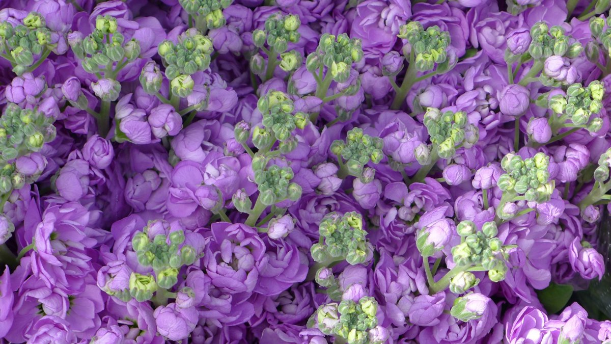 Маттиола левкой Букетная