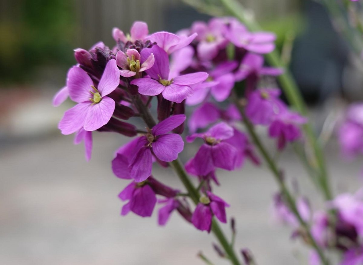 Маттиола двурогая Лилак