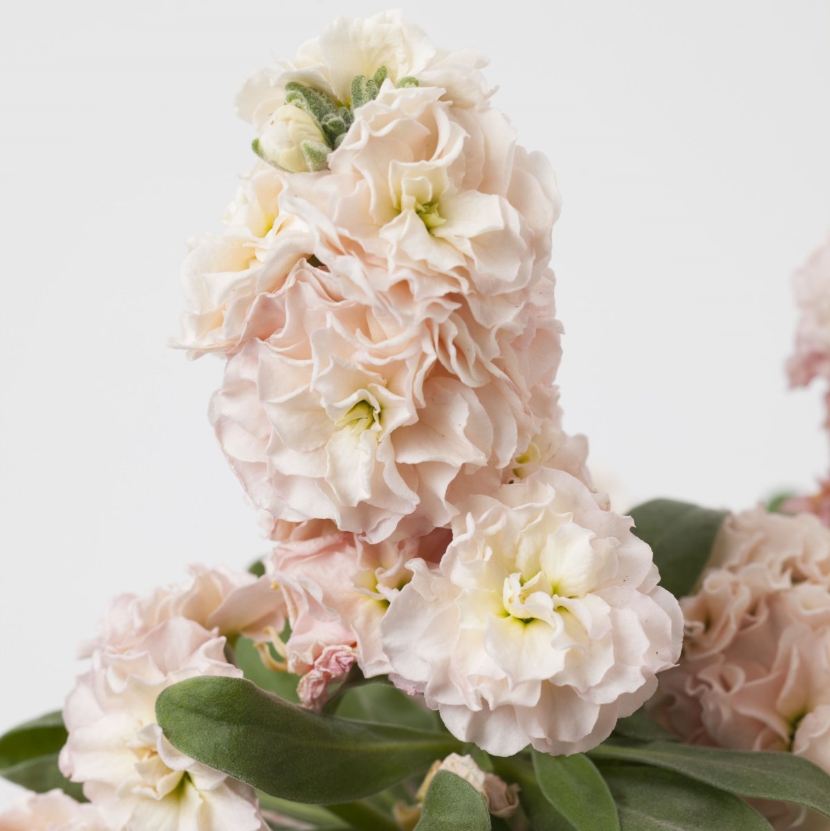 Маттиола Лавендер