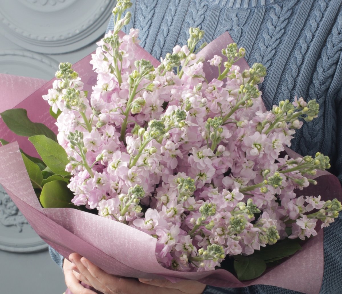 Маттиола Синдерелла