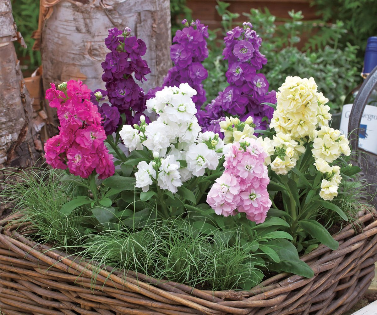 Маттиола Айрон