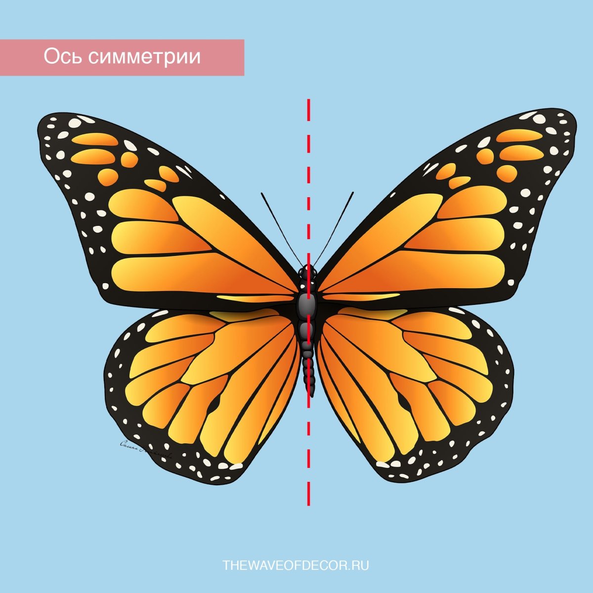 Бабочка симметрия