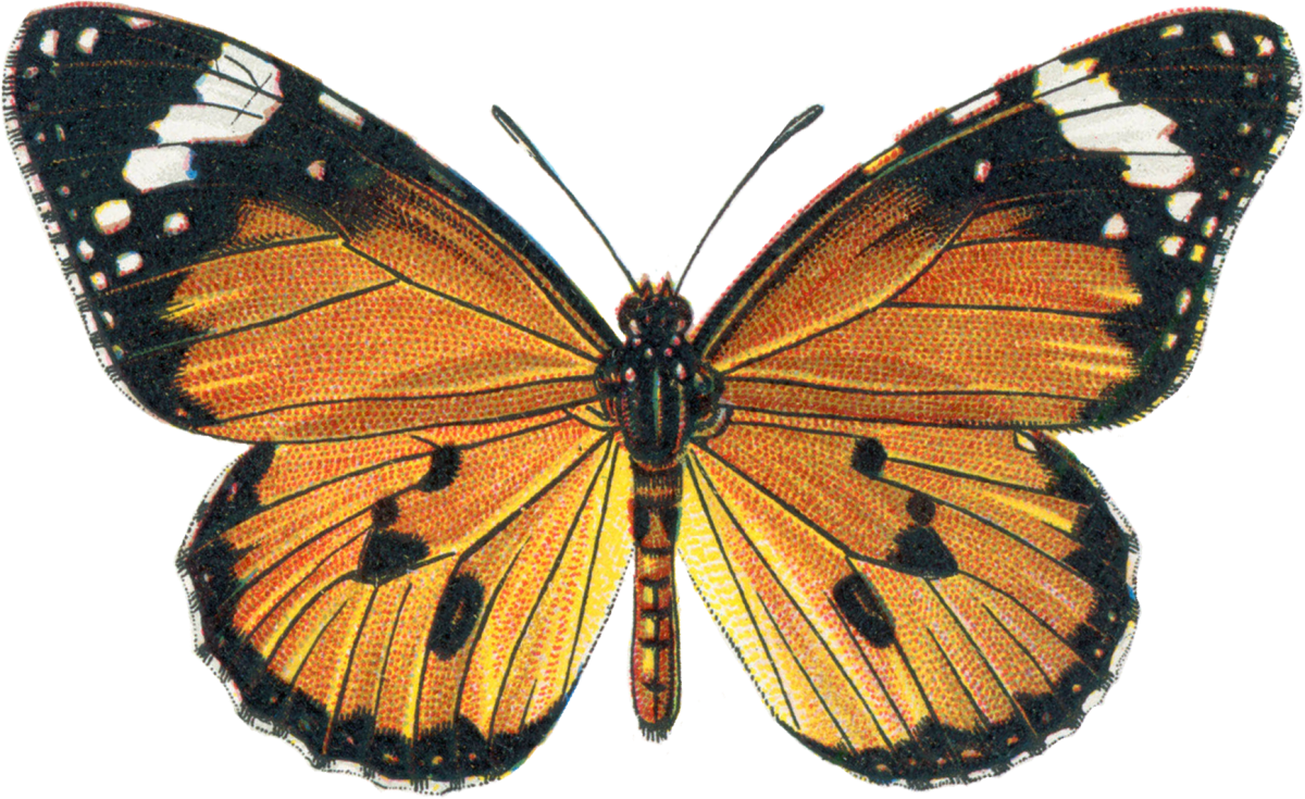 Монарх бабочка симметрия