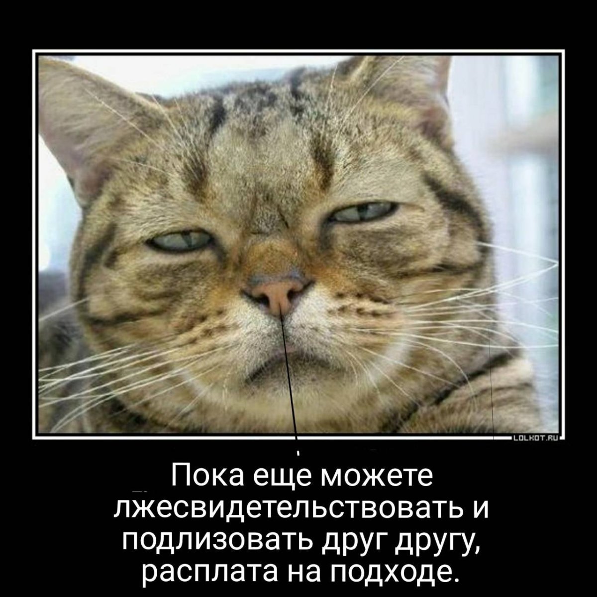 Демотиваторы пофигизм