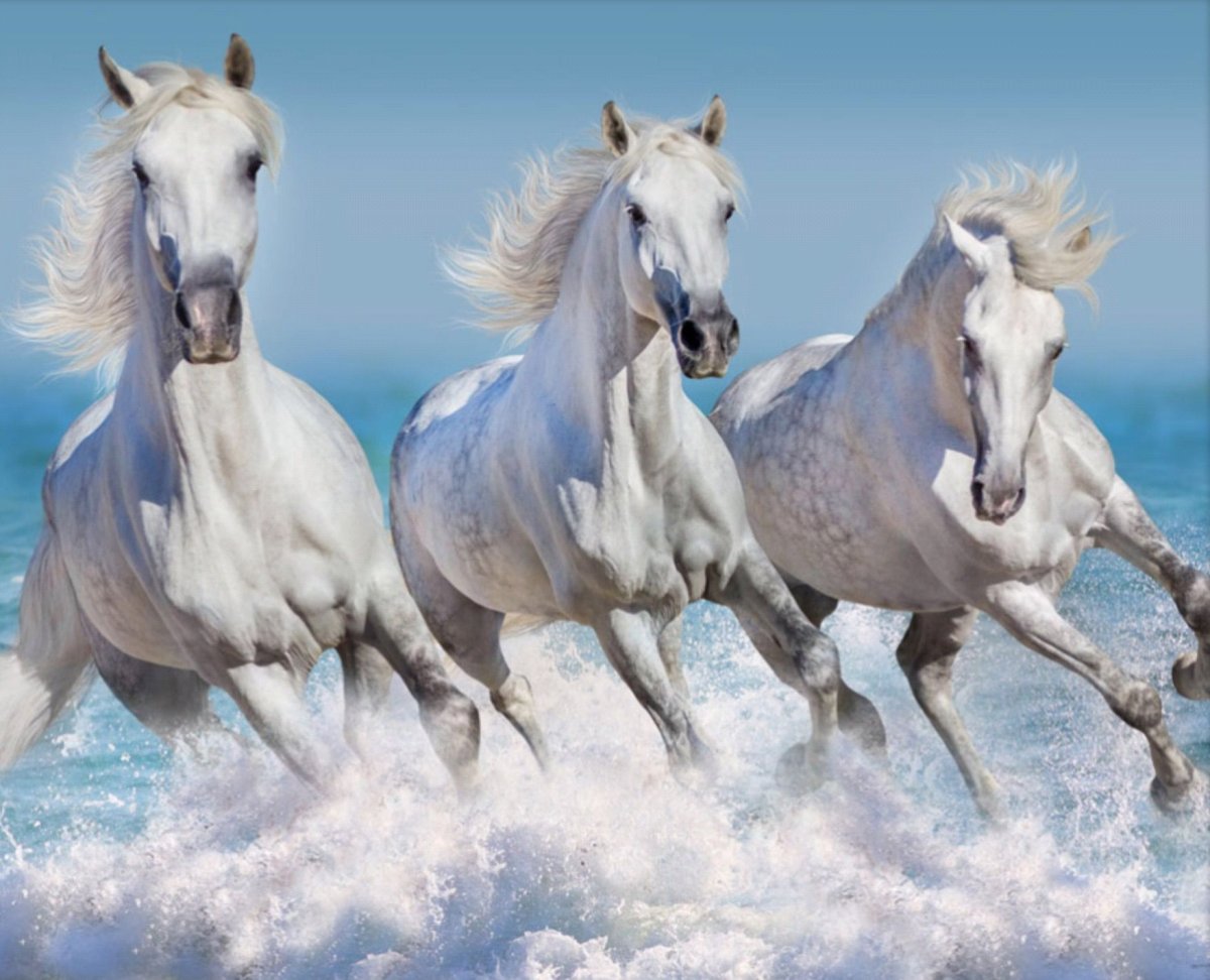 Тройка белых лошадей