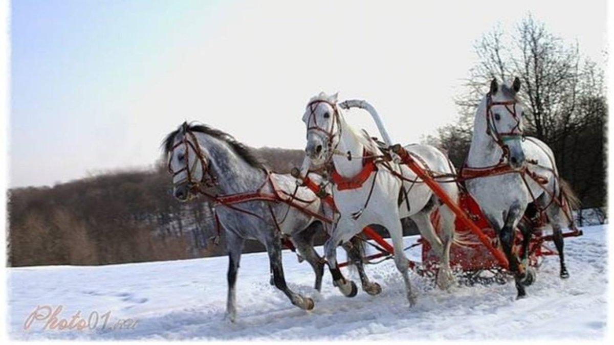 Тройка лошадей зимой
