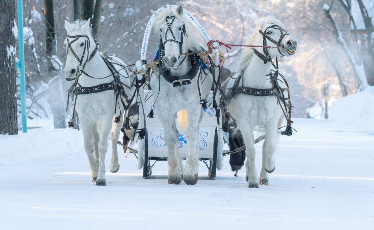 Тройка лошадей