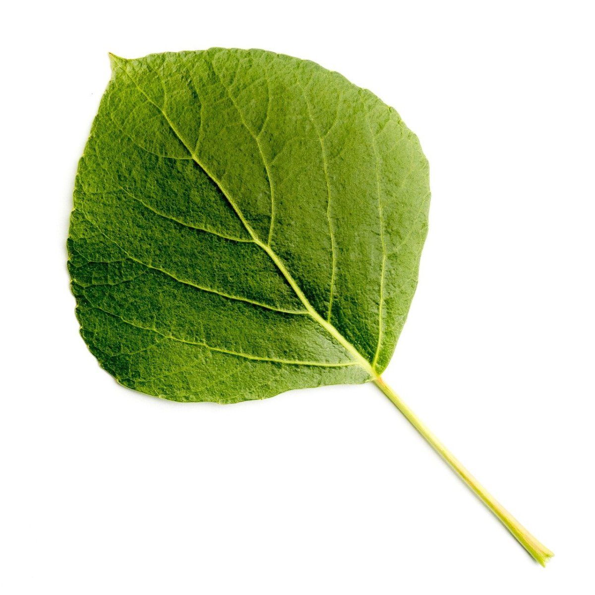 Листочки тополя