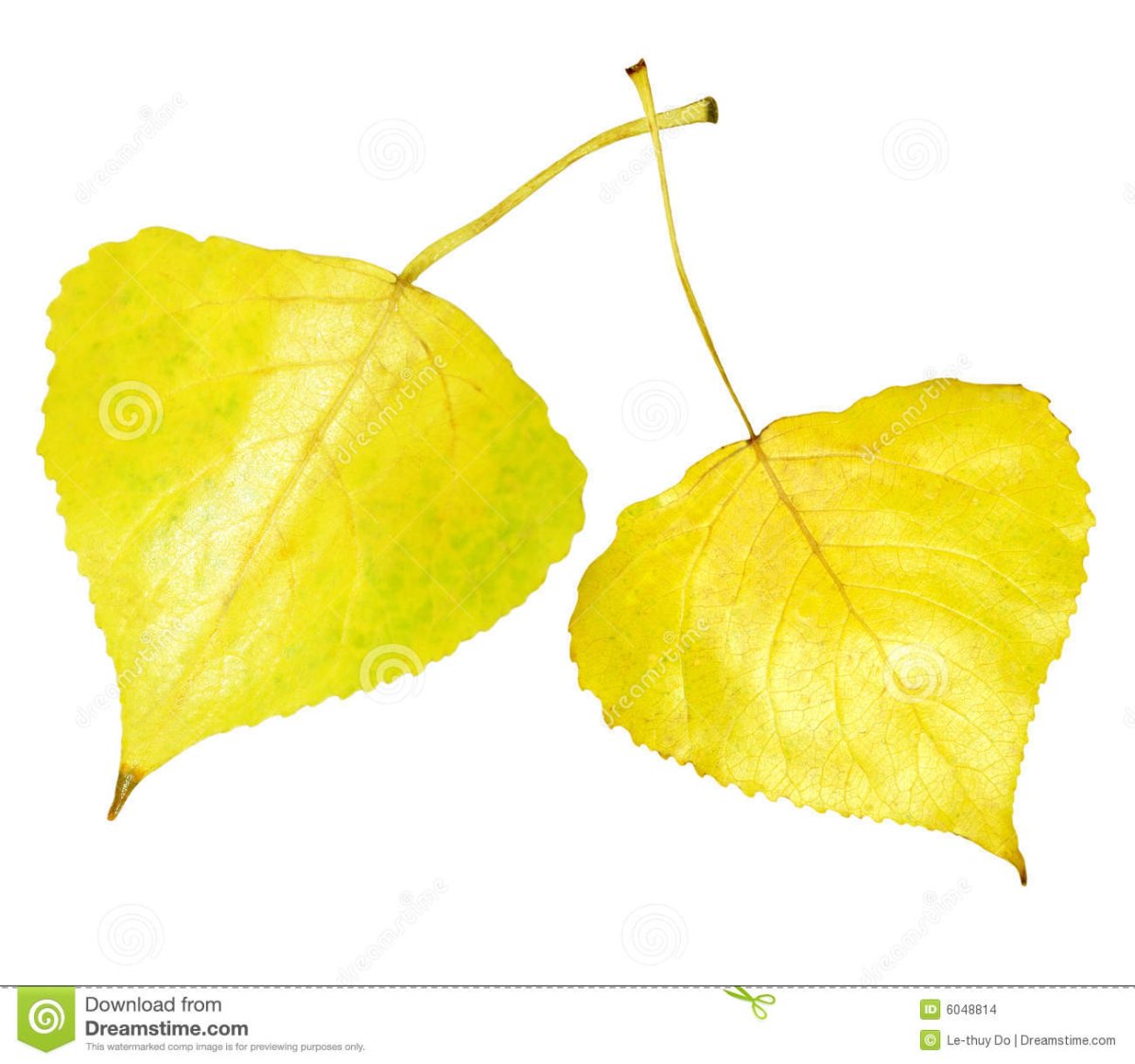 Тополиный лист для детей