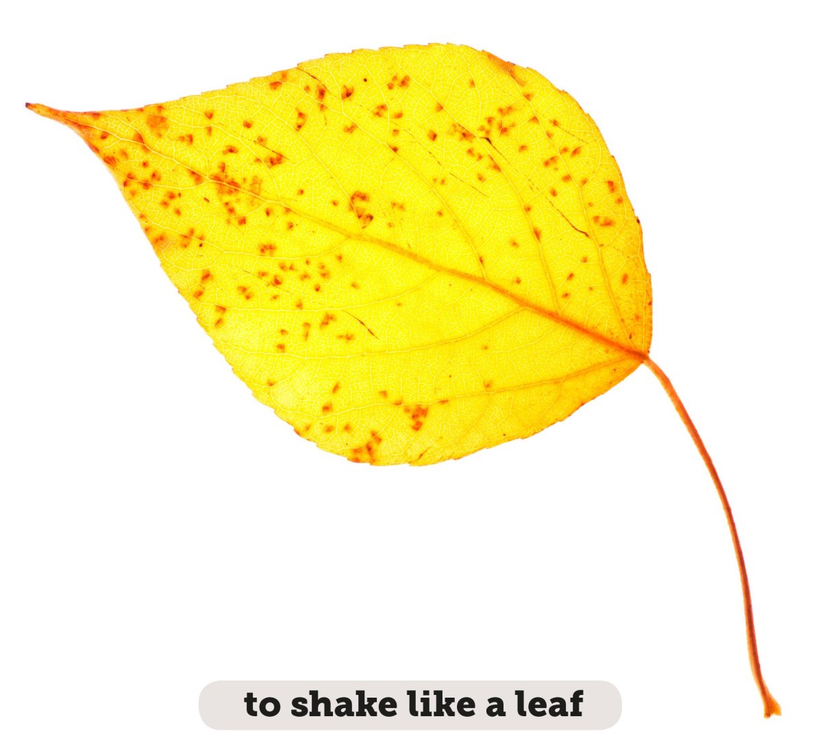 Лист тополя желтый