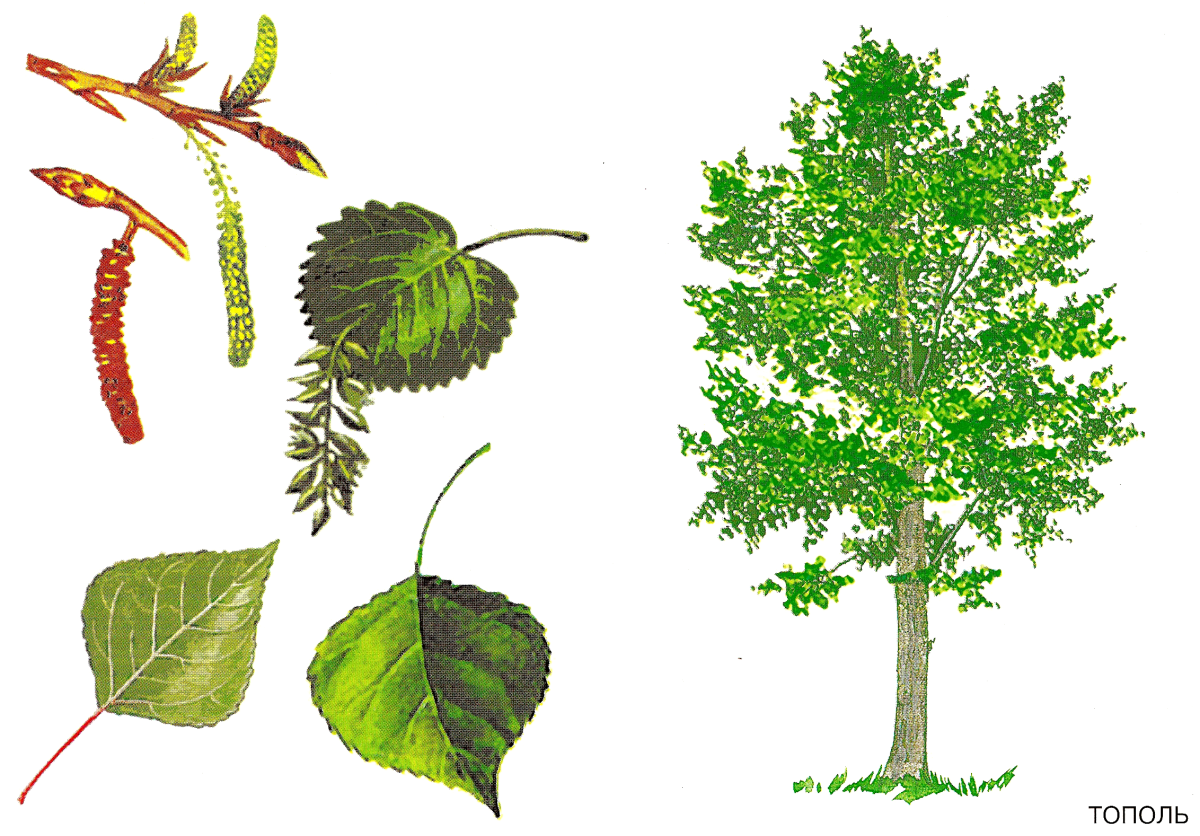 Картинка лист тополя для детей на прозрачном фоне