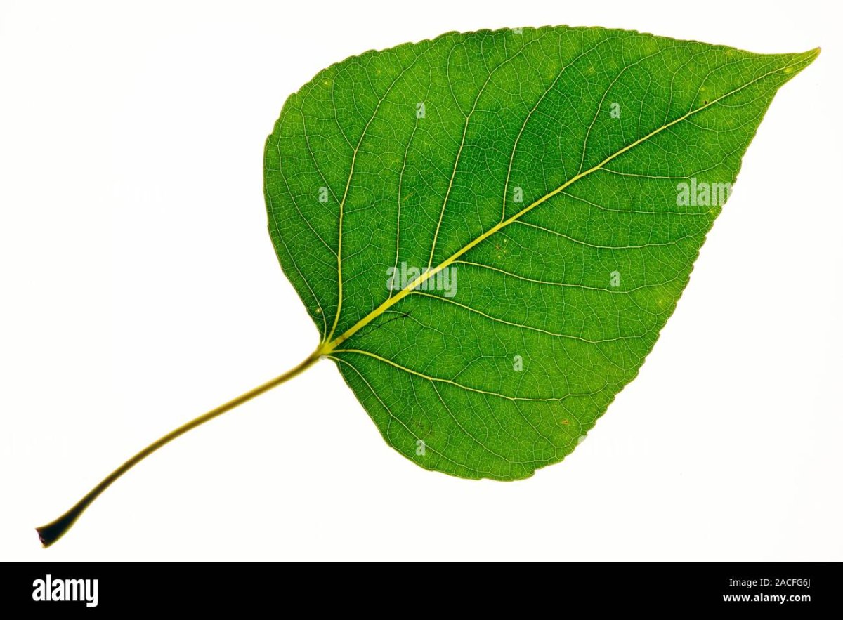 Тополь дерево и листочки