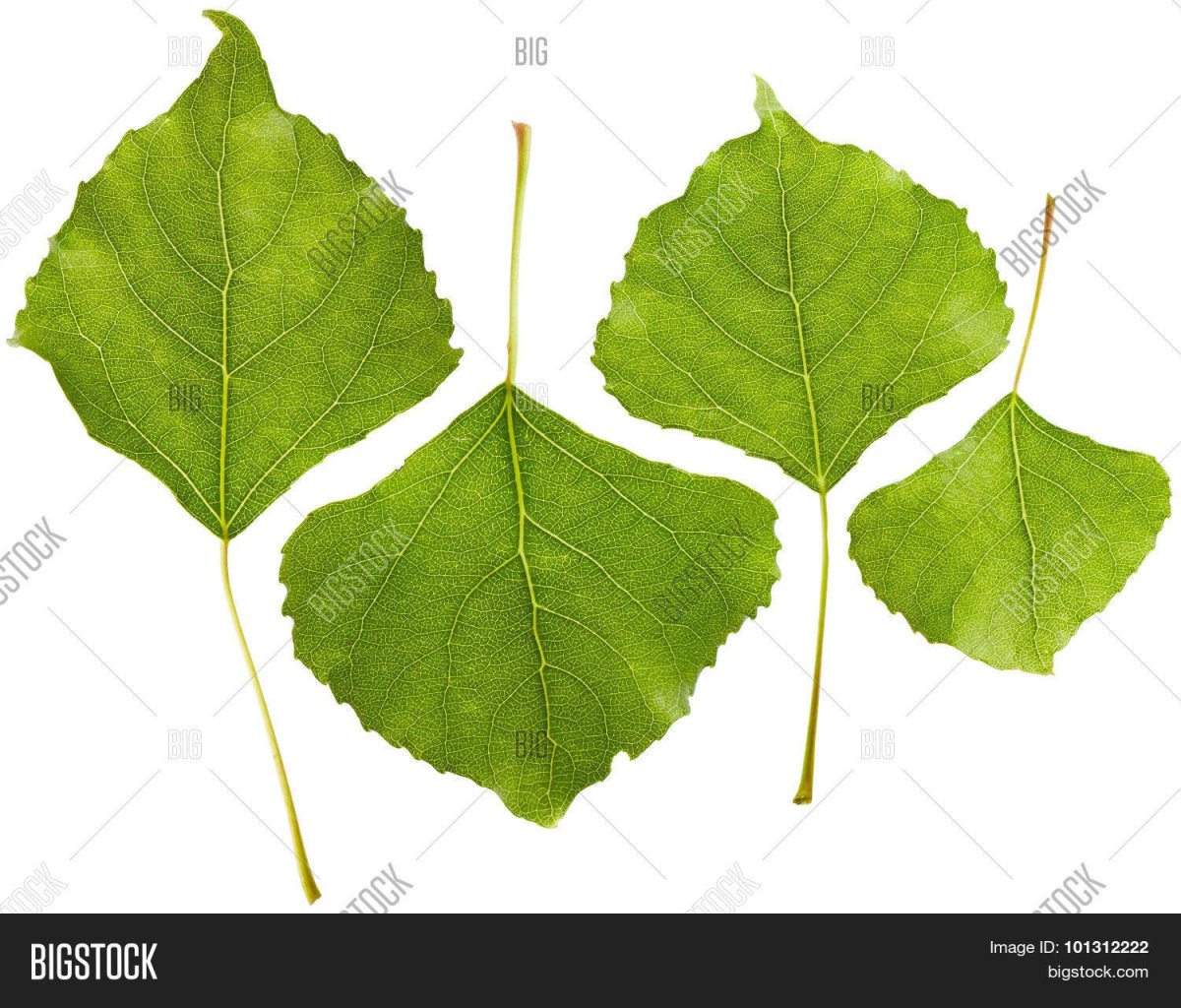 Лист тополя на белом фоне