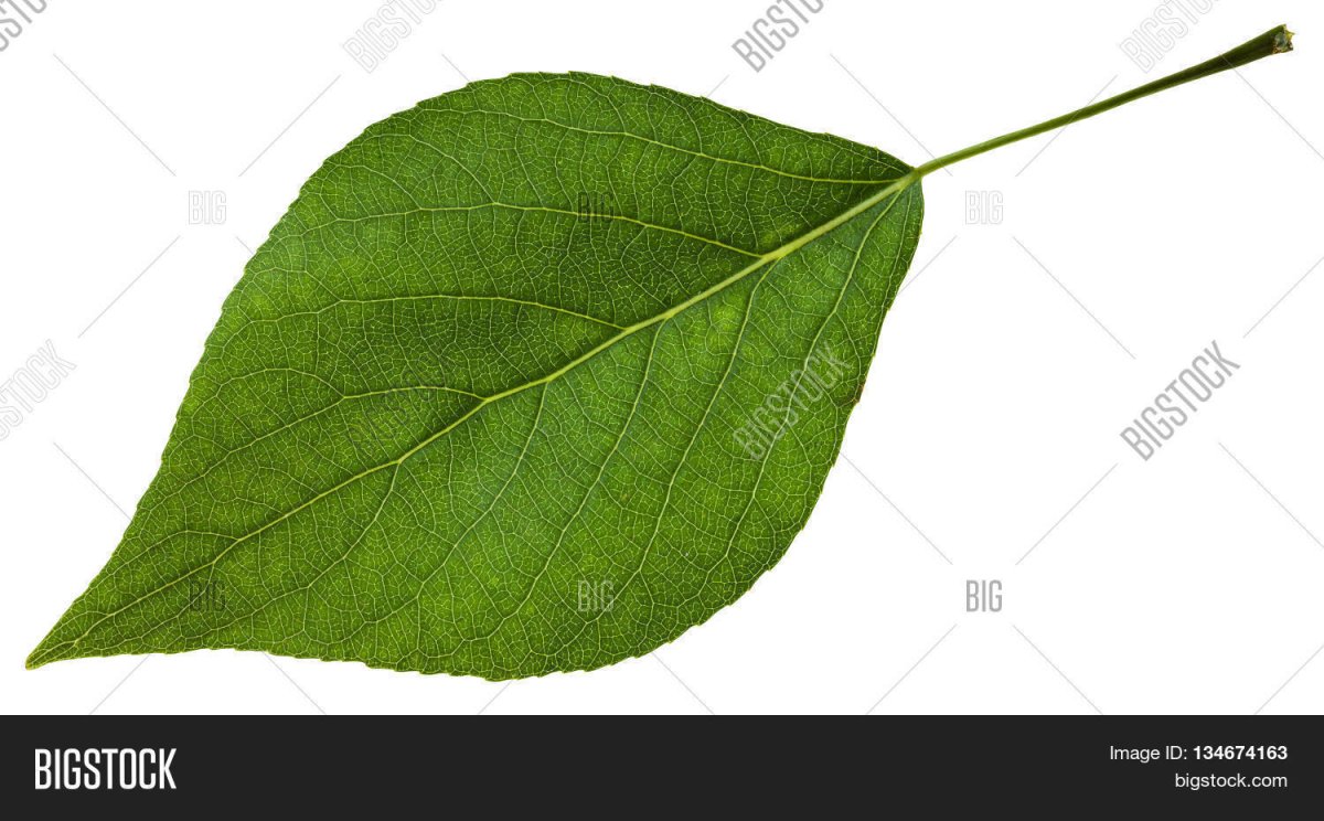 Листья тополя наглядность