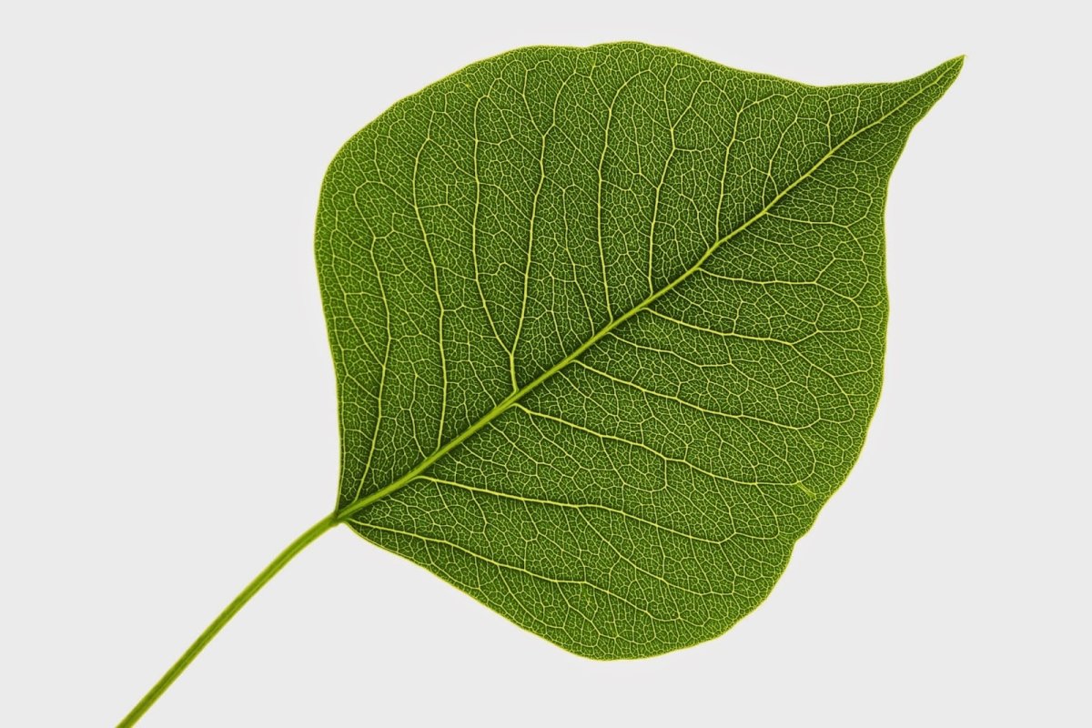 Листочек от дерева