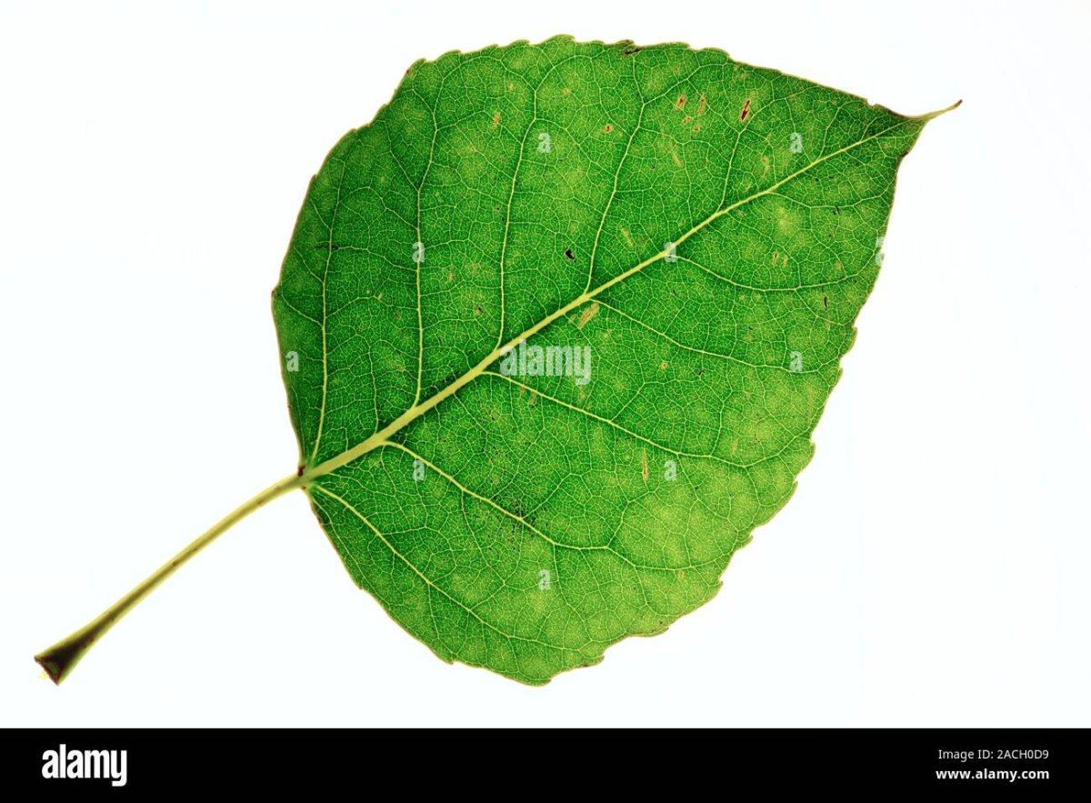 Лист тополя