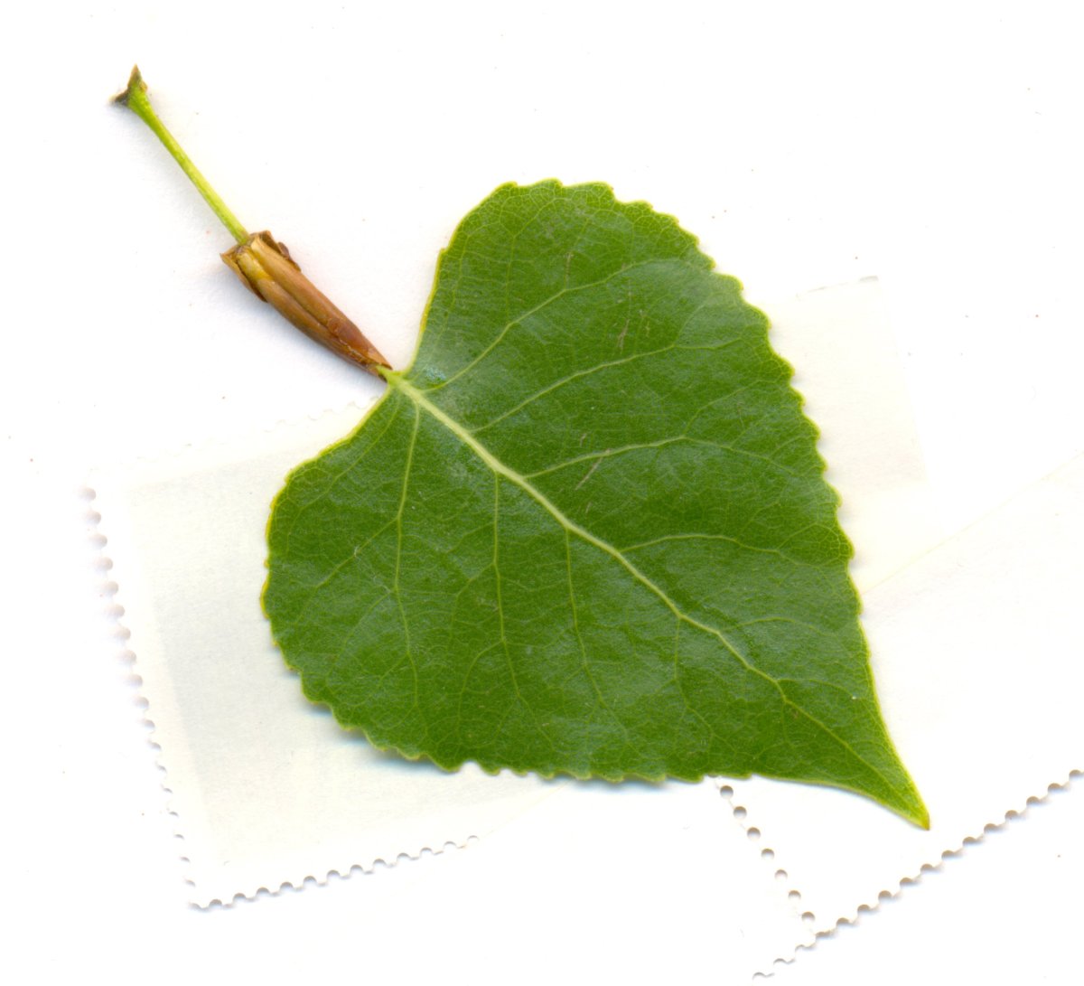 Берёза листья