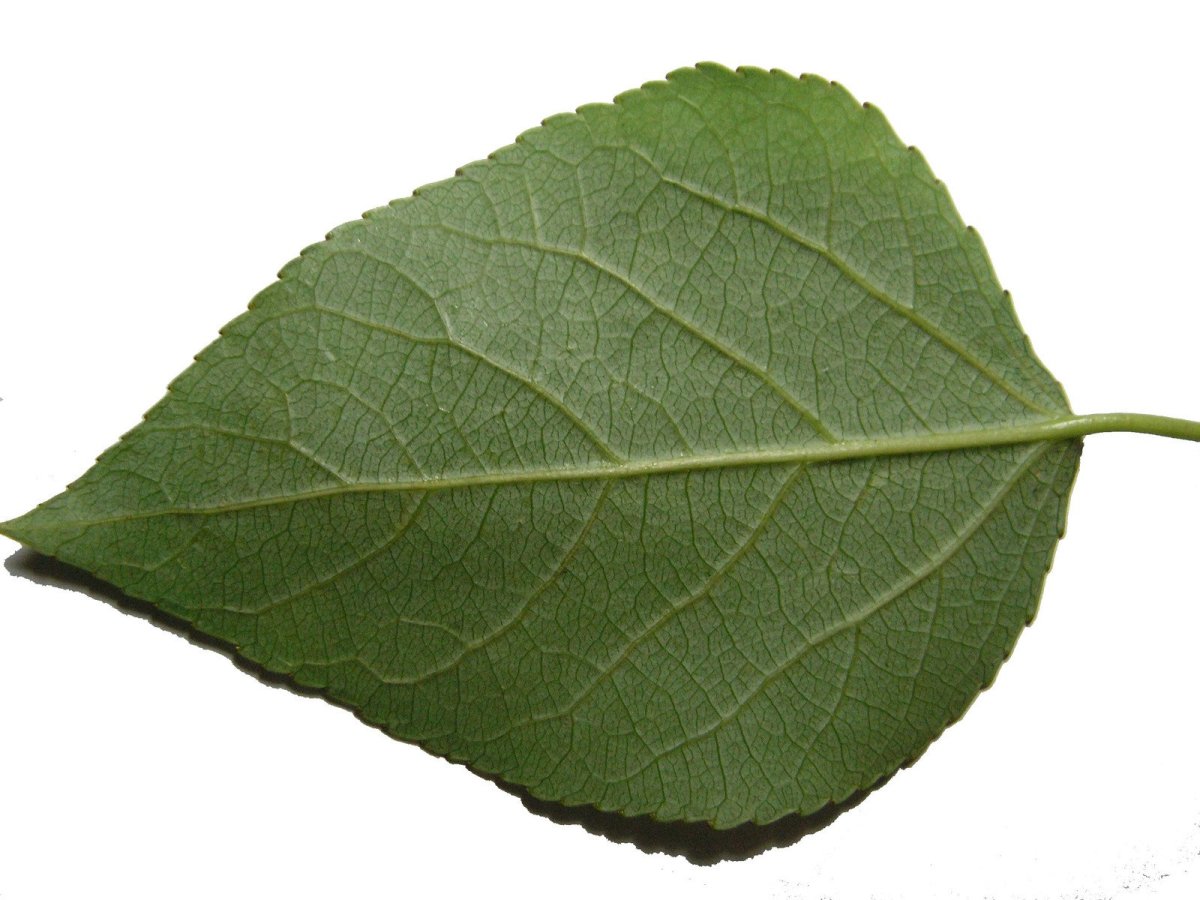 Листик от дерева