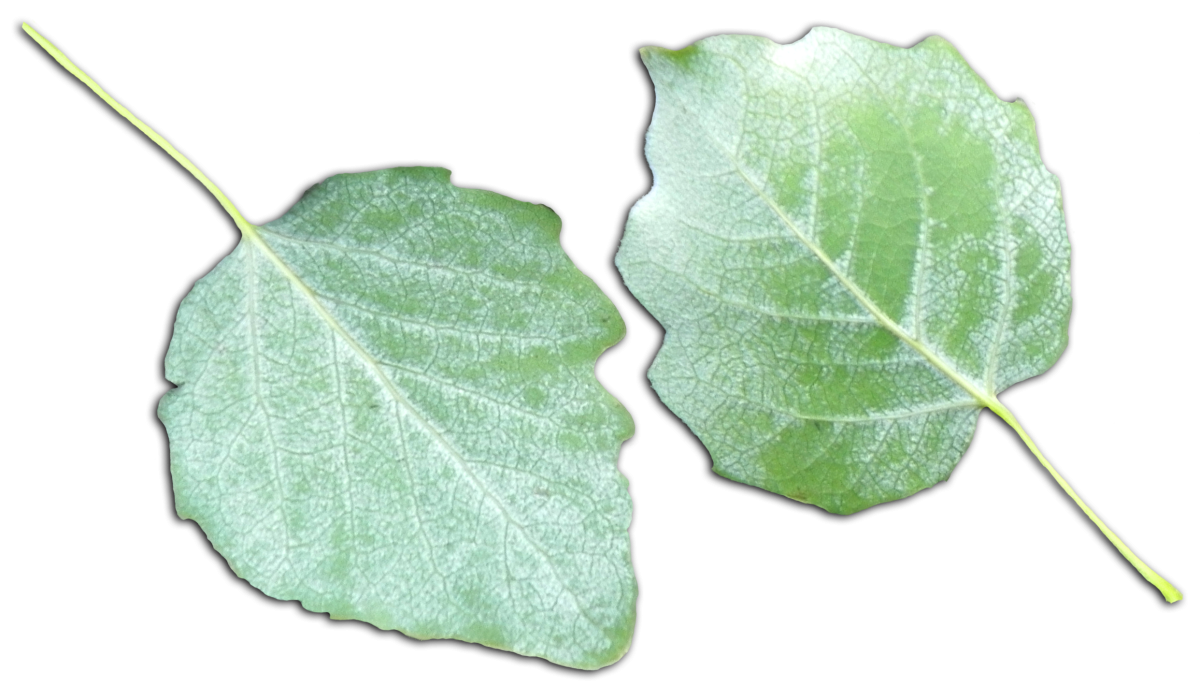 Лист березы раскраска