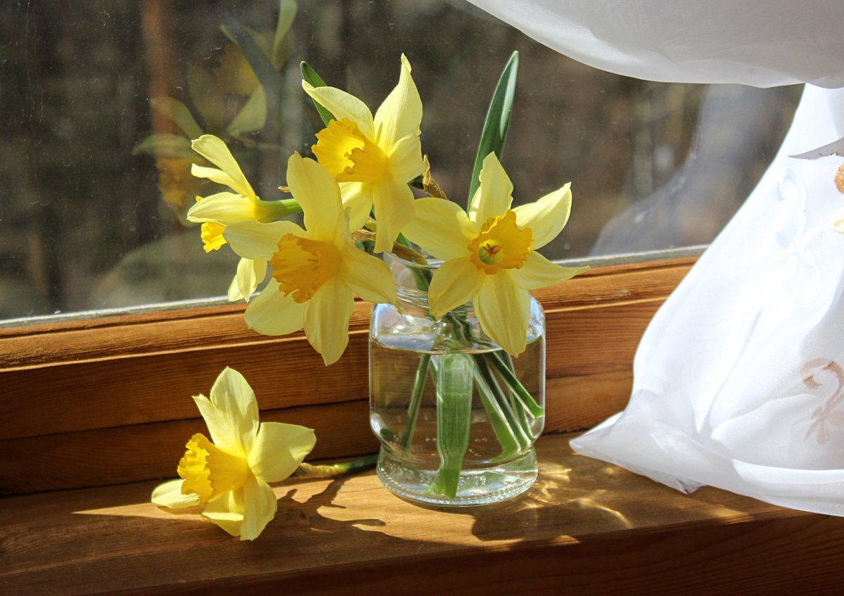 Нарцисс букетный