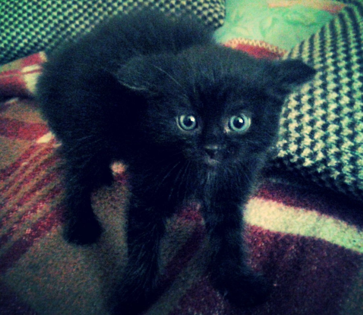 Фото Симбочки младшего