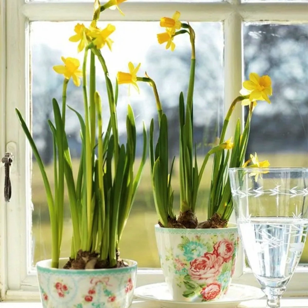 Нарциссы на подоконнике