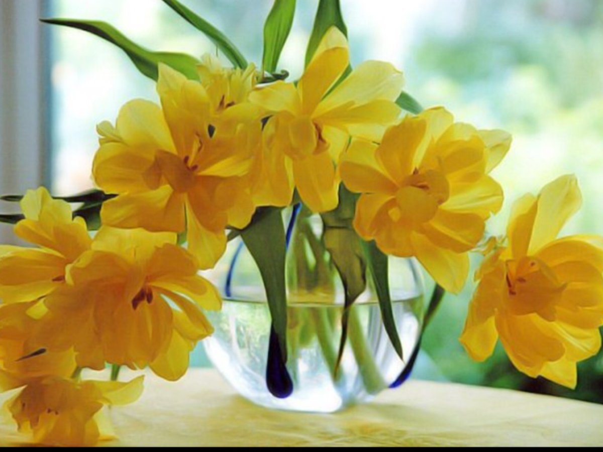 Желтые цветы на окне