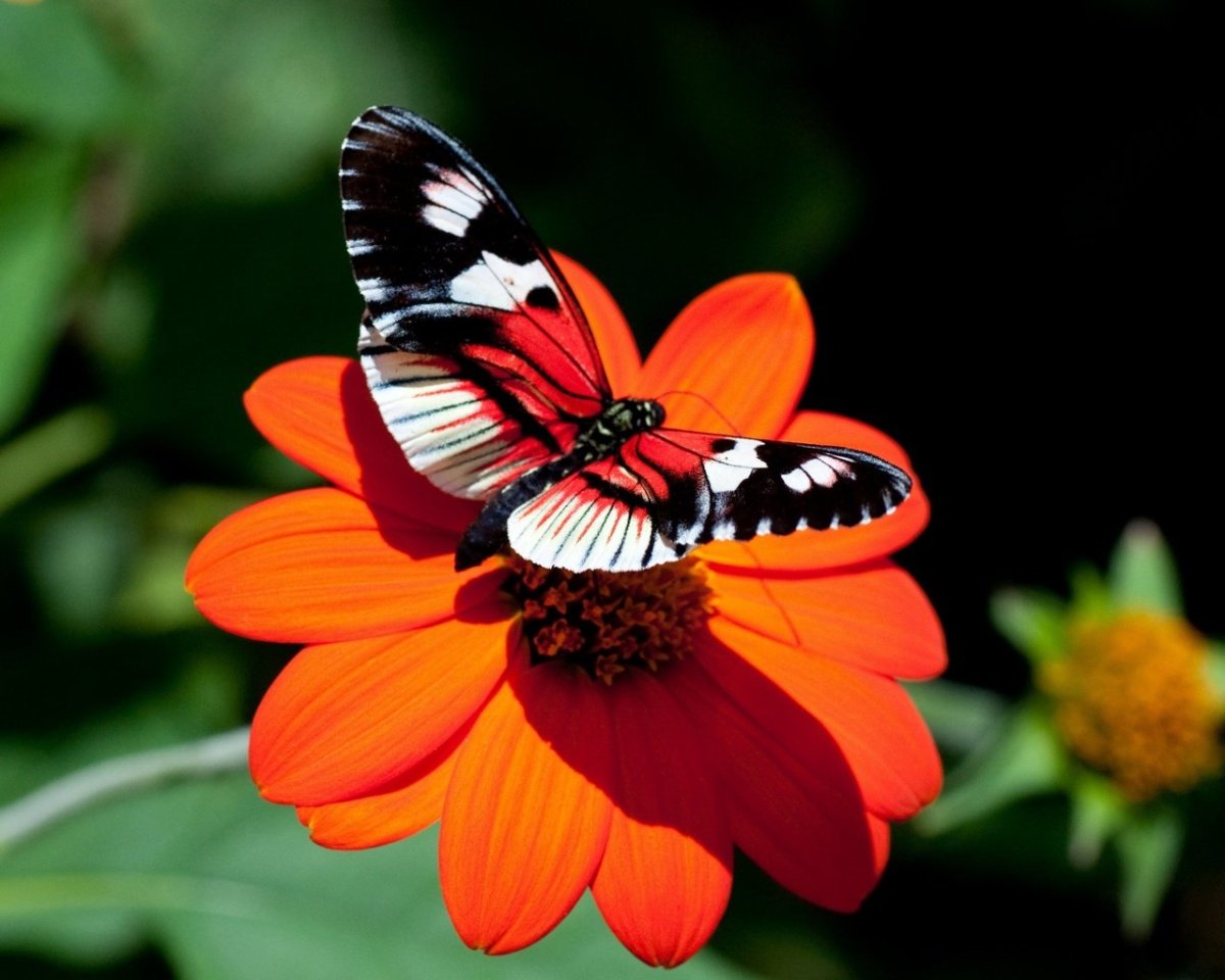 Бабочка рисунок