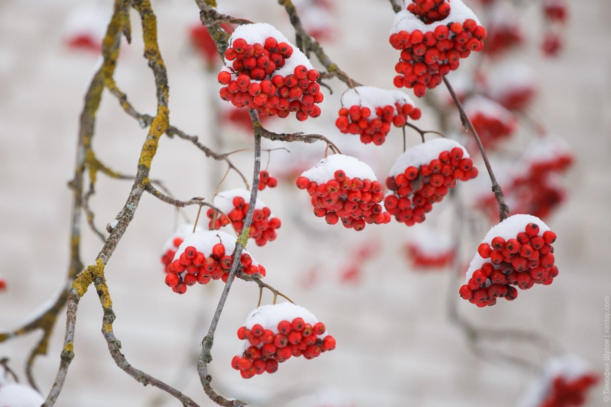 Ветка рябины зимой